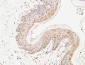 Thioredoxin Polyclonal Antibody